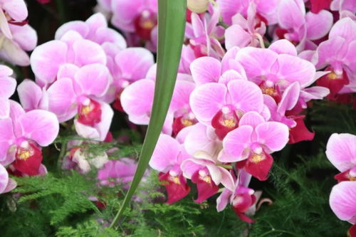 元旦祝福 自帶喜氣的綠植花卉，伴您走進2019