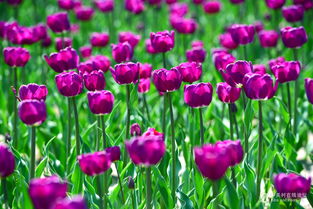 春之使者 郁金香，機械鏡頭下的生命禮贊